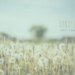 Dandelion Estetica & Bienestar